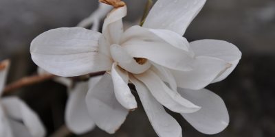 Snön och kylan kom tillbaka men magnolian håller stånd. Foto: Bodil Andersson, Østfoldmuseene Halden historiske Samlinger
