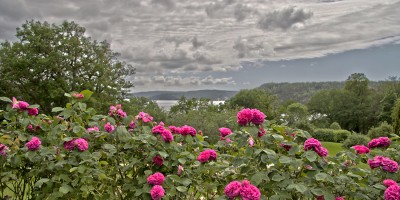 Utsikt over Iddefjorden. Roser på Rød herregård. Foto: Espen Nordenhaug