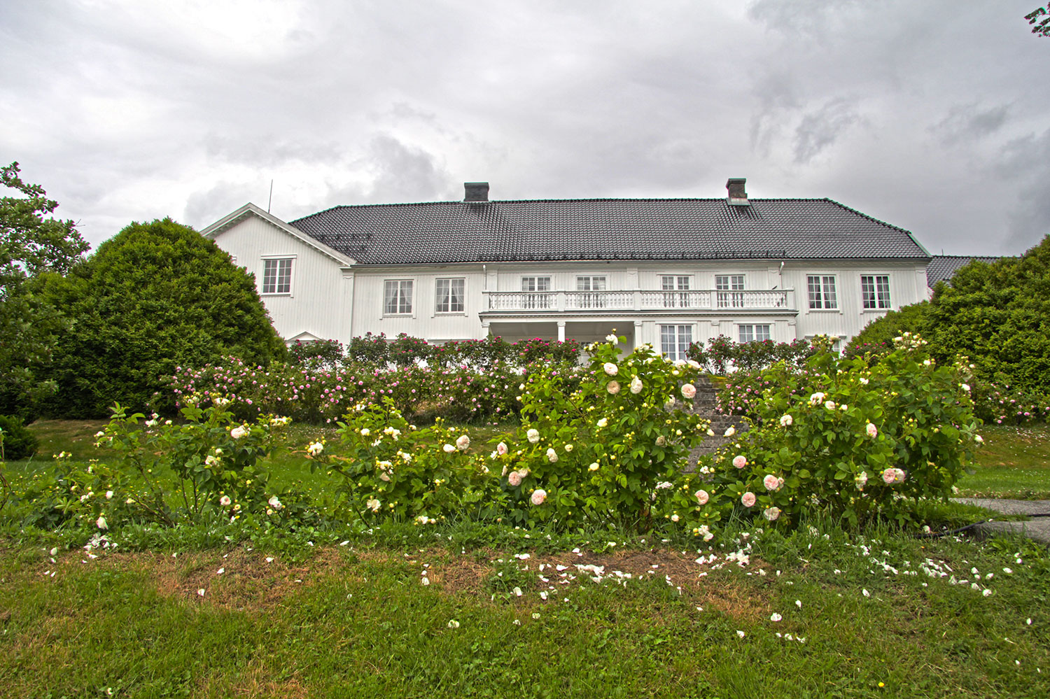 Rød med rosebusker i blomst. Foto: Espen Nordenhaug