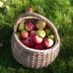 Epler fra den historiske frukthagen. Foto: Kathrine Sandstrøm