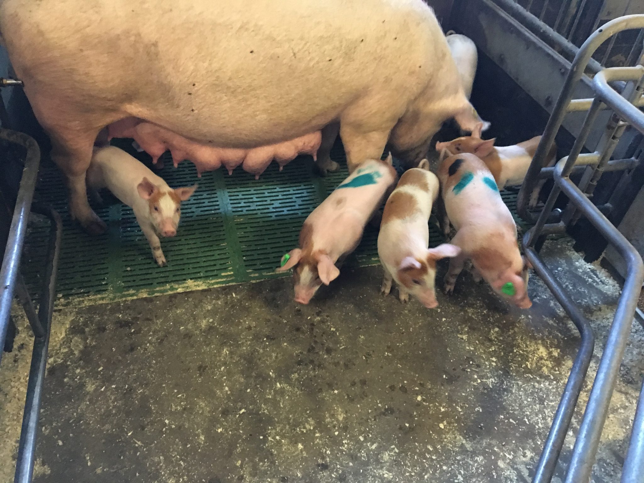Purke med fire grisunger i en grisebinge