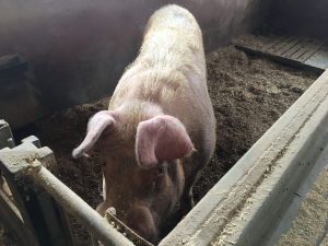 En stor gris i en binge