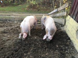 To griser roter i jorden i en utendørs grisebinge