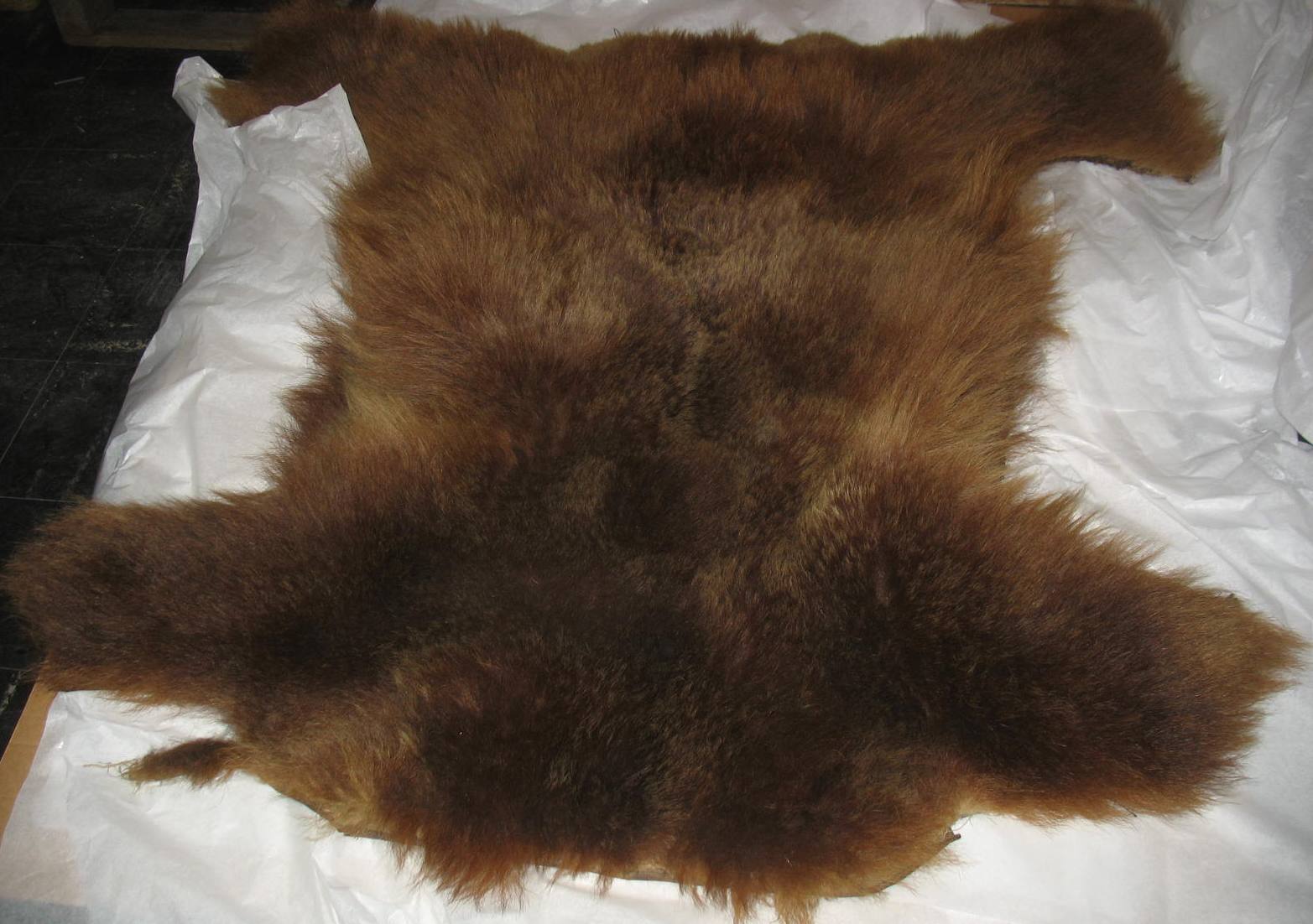 Bjørneskinnfelle fra det som skal være fra den siste bjørnen som ble skutt i Tune. Dette skal ha skjedd på Kattros omkring 1850.
