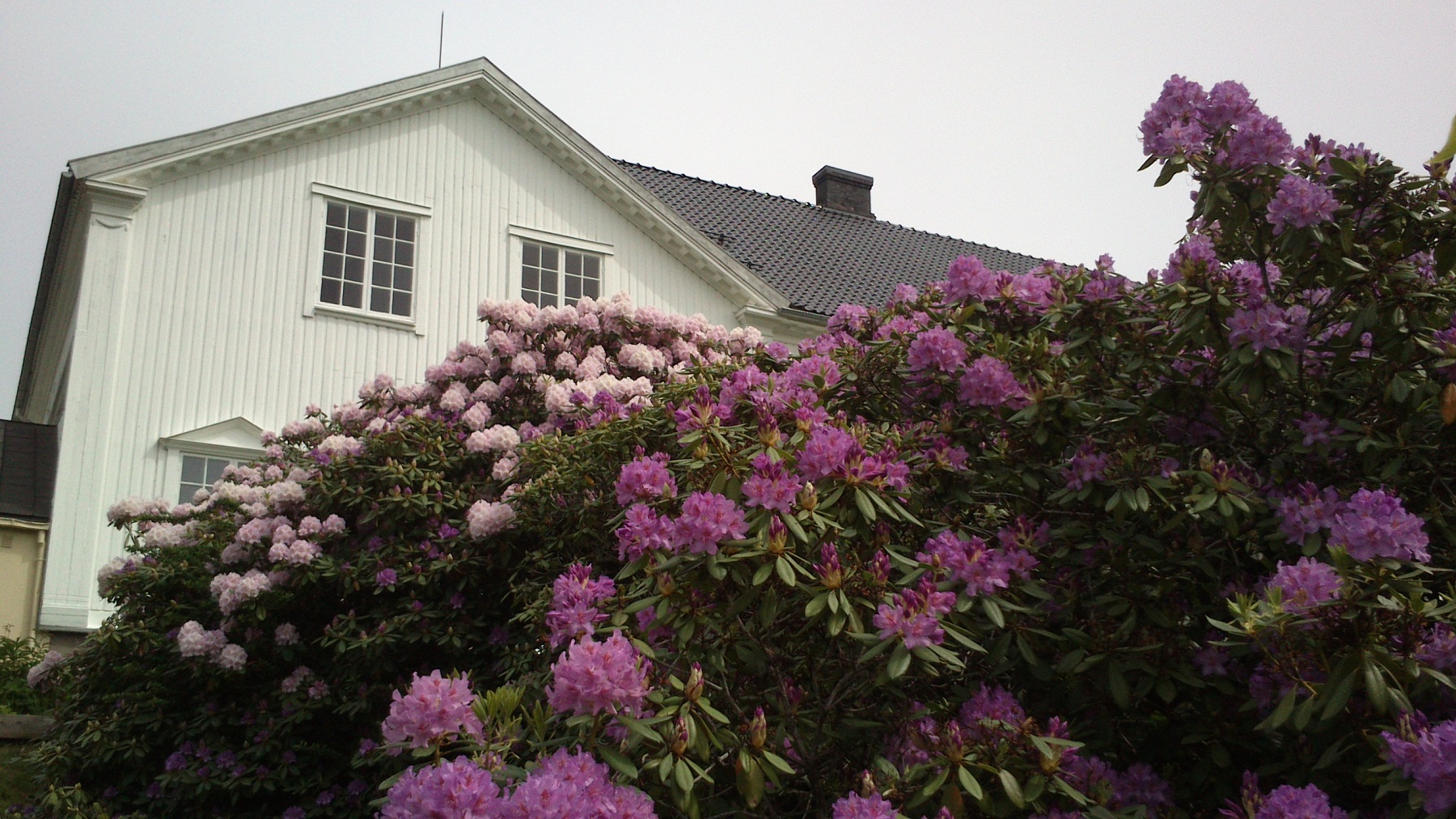 Rhododendron for alle sanser på Rød. Foto: James Ronald Archer, Østfoldmuseene Halden historiske Samlinger