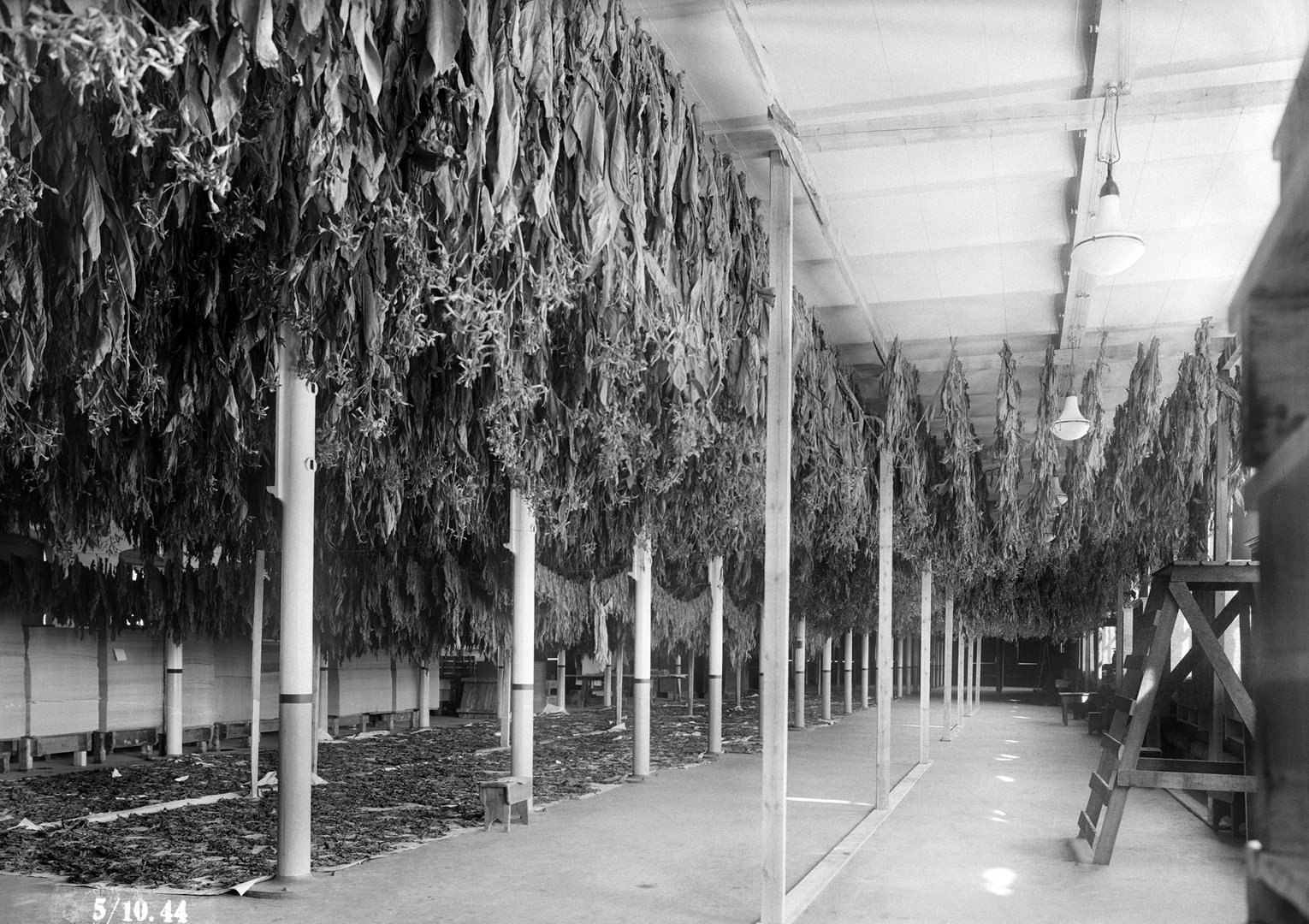 ØFB.1983-00837 Tørking av tobakksblader i papirsal 1 på Borregaard, fotografert 5. oktober 1944. Fotograf ukjent / Østfold fylkes billedarkiv (Borregaard-samlingen)