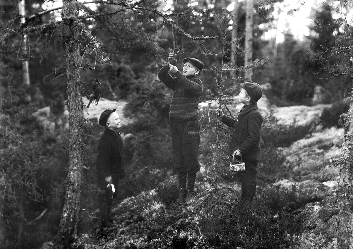 Tre gutter sjekker fuglesnarer i skogen, Moss ca. 1910. Foto: H. P. Lauritzen / Østfold fylkes billedarkiv